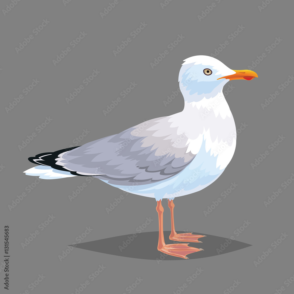 Naklejka premium Realistic bird Seagull on a grey background.