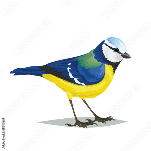 Realistic bird Eurasian blue tit on a white background.