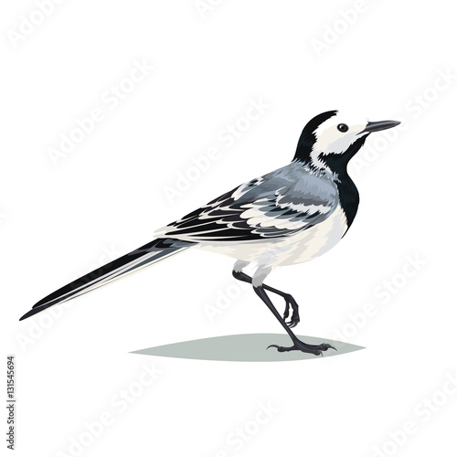 Fotografi Realistic bird Wagtail on a white background.