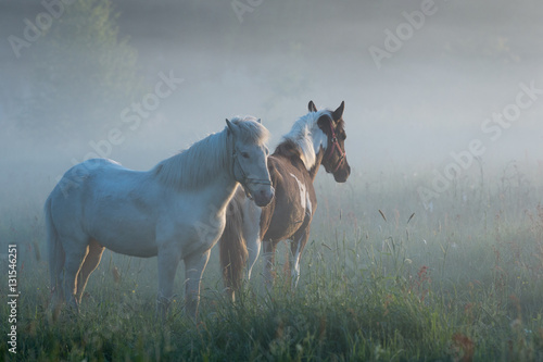 Fototapeta Naklejka Na Ścianę i Meble -  Two horses in misty landscape