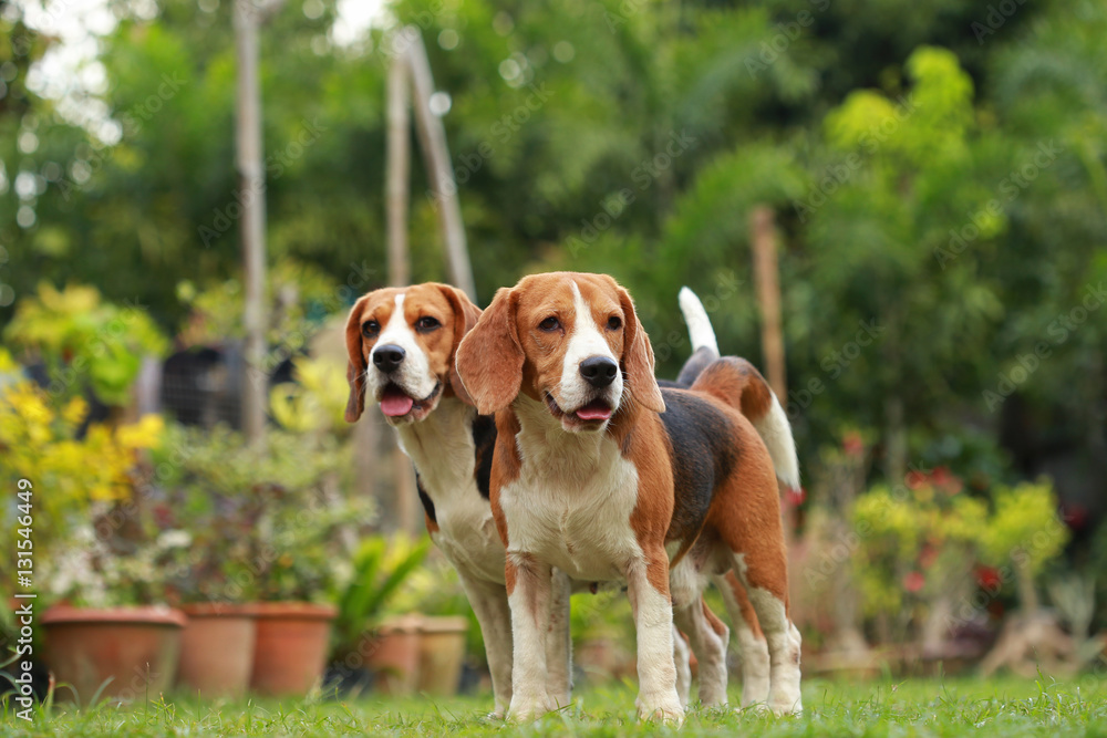 Love between dogs, Friendship between two beagle dogs Love between dogs, Friendship between two beagle dogs