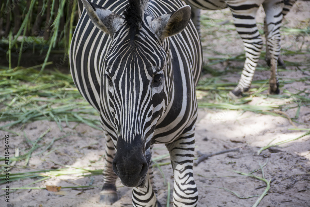 Zebra