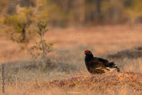 black grouse in warm early morning light