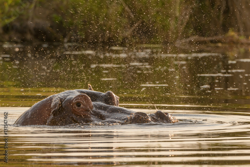Common hippopotamus or hippo (Hippopotamus amphibius). Blyamiti Waterhole. Kruger National Park. Mpumalanga. South Africa.