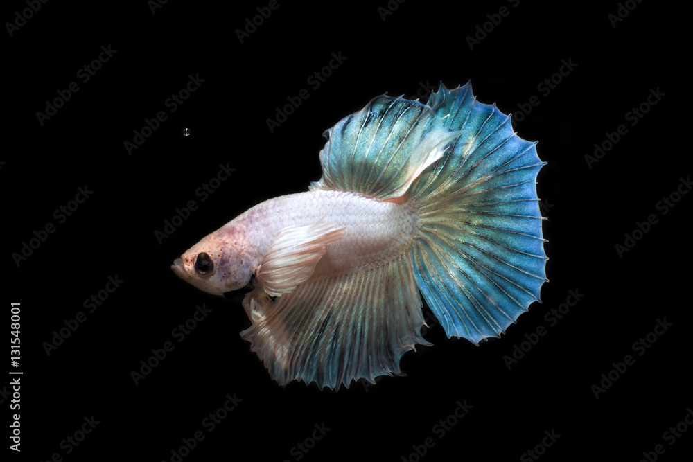 Fighting fish with black backglound Fighting fish with black backglound