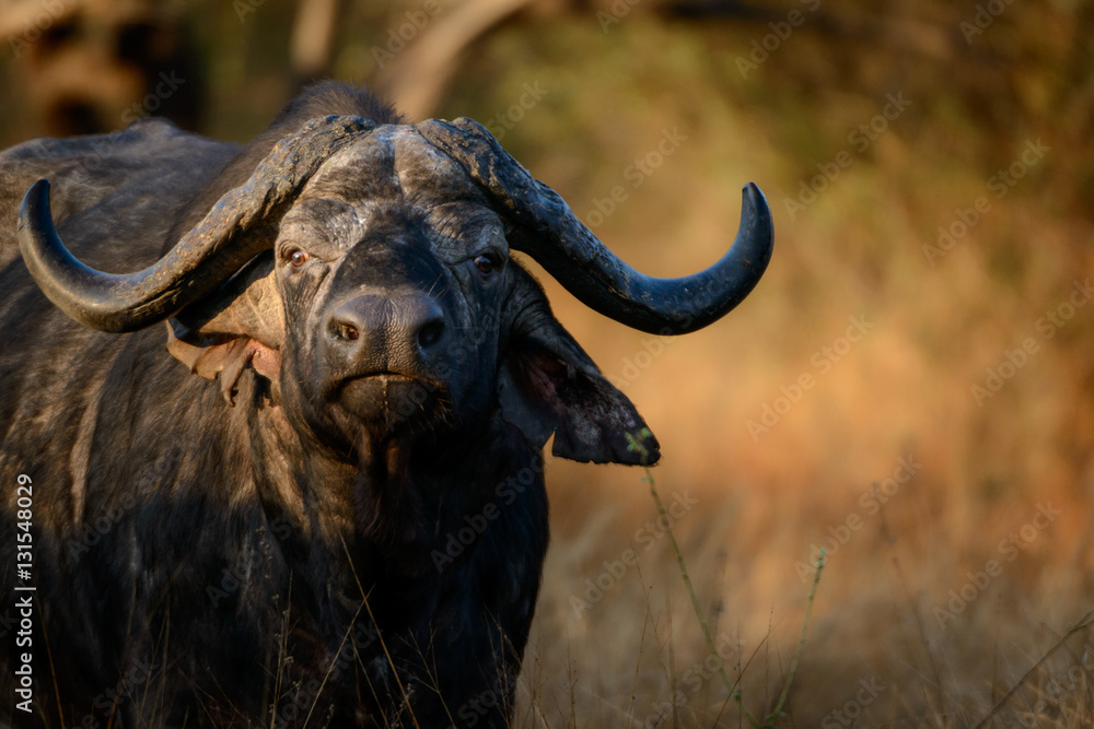 African buffalo, also know as Cape Buffalo (Syncerus caffer). Kruger National Park. Mpumalanga. South Africa. African buffalo, also know as Cape Buffalo (Syncerus caffer). Kruger National Park. Mpumalanga. South Africa.
