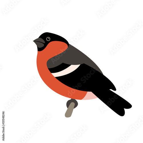 bird bullfinch vector illustration style Flat