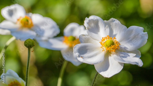 Valokuva White anemone flower in the sun on a green background