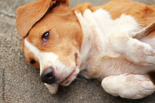 male Beagle dog lying down on floor