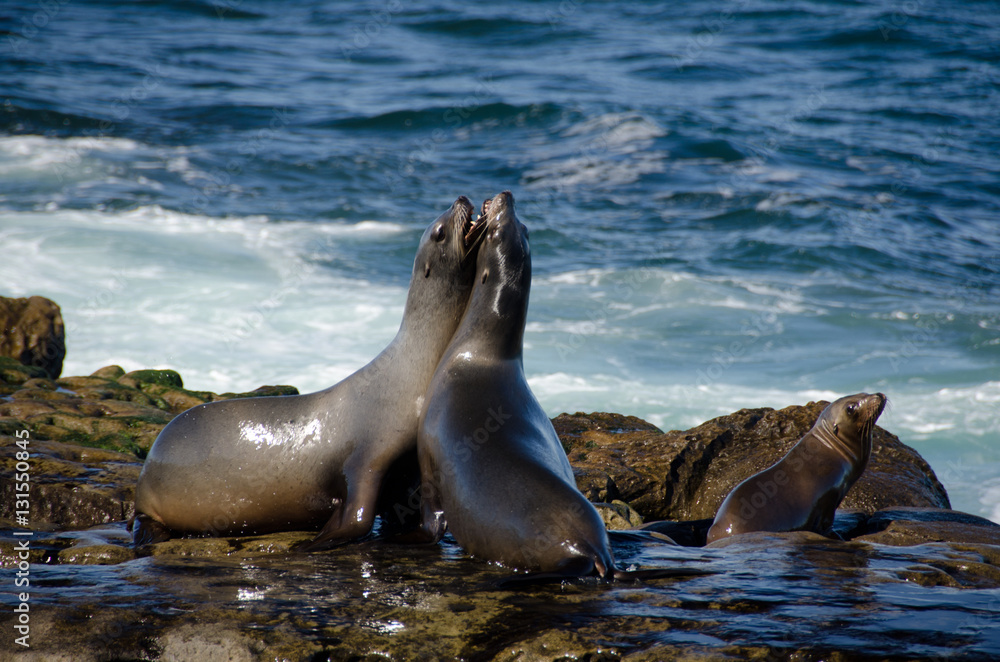 Fototapeta premium Fighting California sea lions