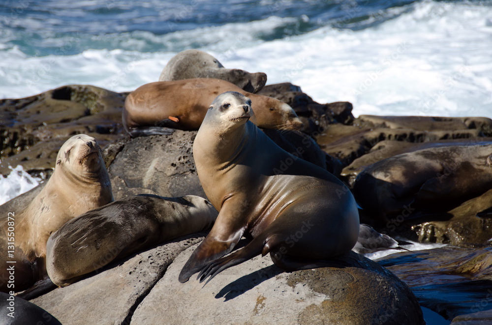 Fototapeta premium Curious California sea lions near La Jolla Cove