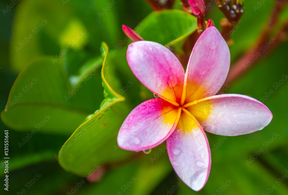 Little Flower Little Flower