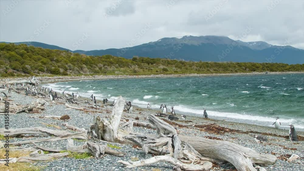 Magellanic Penguin Colony in Nature on a Pebble Beach with Dead Trees and other Bird Wildlife Against the Rough Beagle Channel at the Southern Most Tip of South America in Tierra del Fuego Argentina Magellanic Penguin Colony in Nature on a Pebble Beach with Dead Trees and other Bird Wildlife Against the Rough Beagle Channel at the Southern Most Tip of South America in Tierra del Fuego Argentina