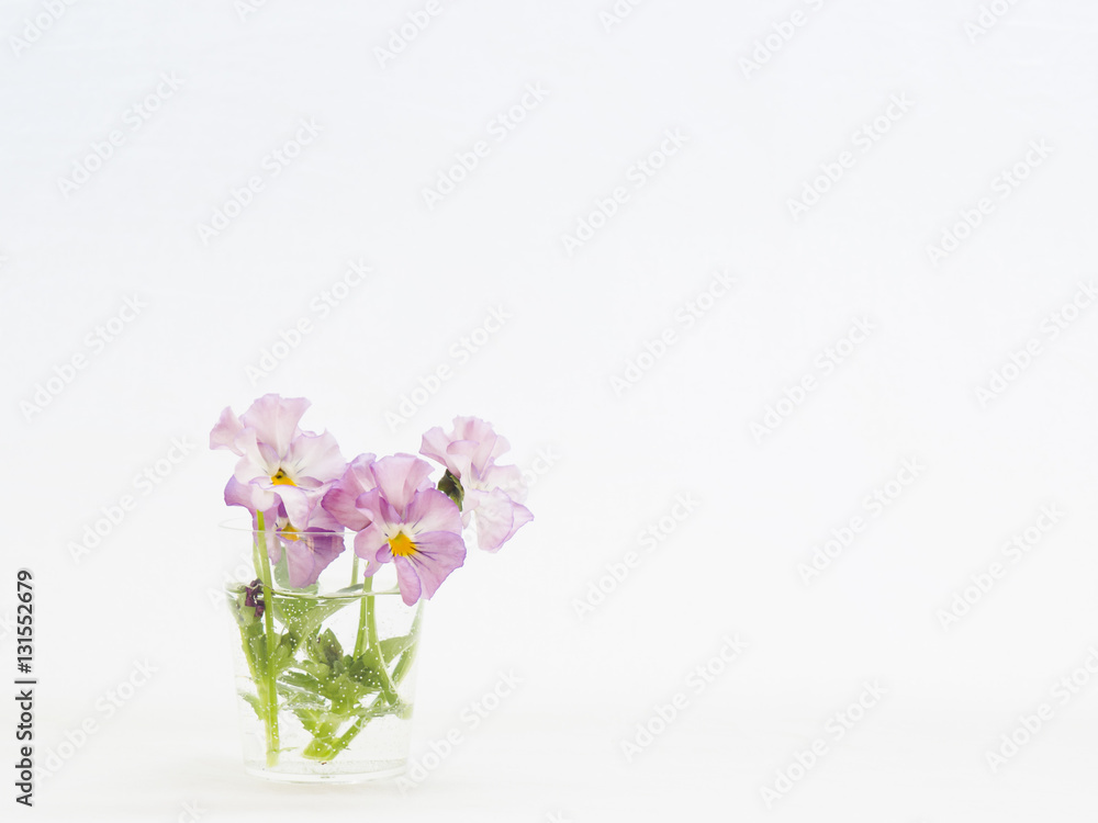 薄紫のビオラの切り花を白バックで Stock Photo Adobe Stock