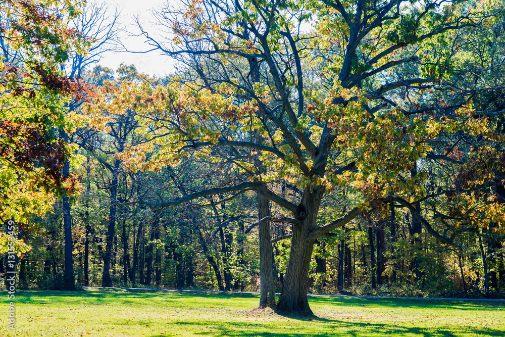 Naklejka premium Autumn forest 