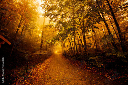 Autumn landscape image © mehmetcan