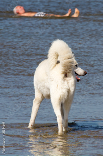 Wunderschöner Hund am Strand / Herrchen im Hintergrund