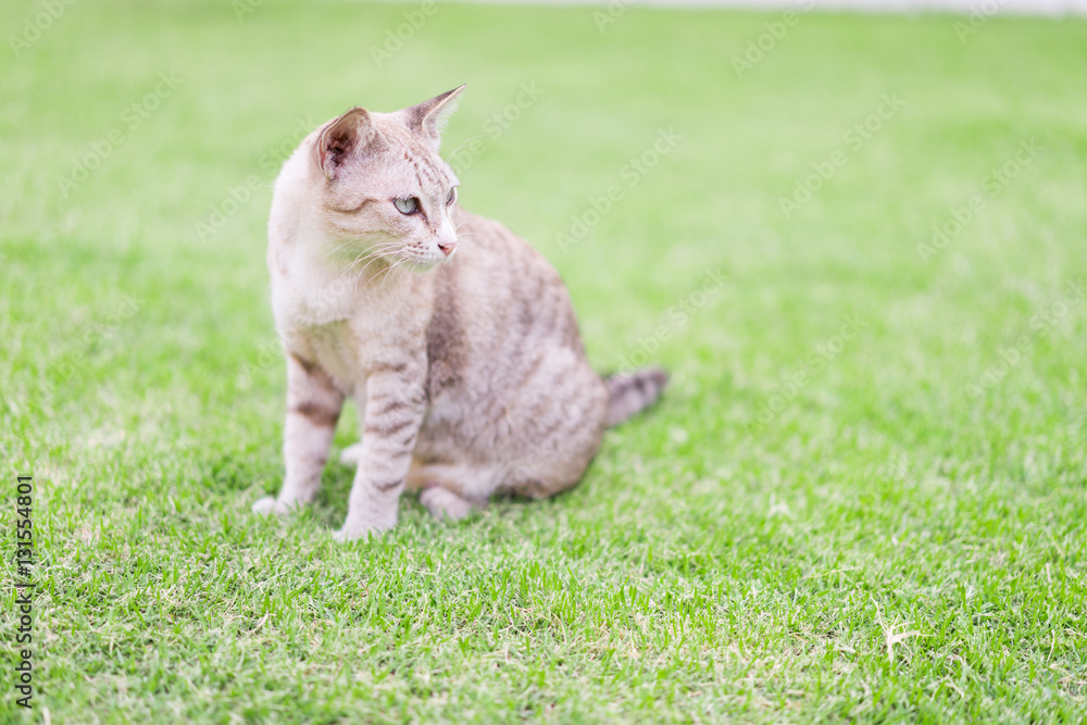 Obraz premium Cat crouching on the lawn.