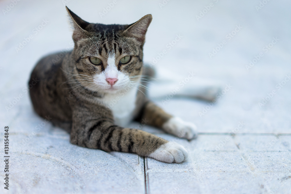 Cat crouching on the sidewalk field.