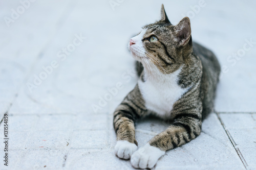 Cat crouching on the sidewalk field.