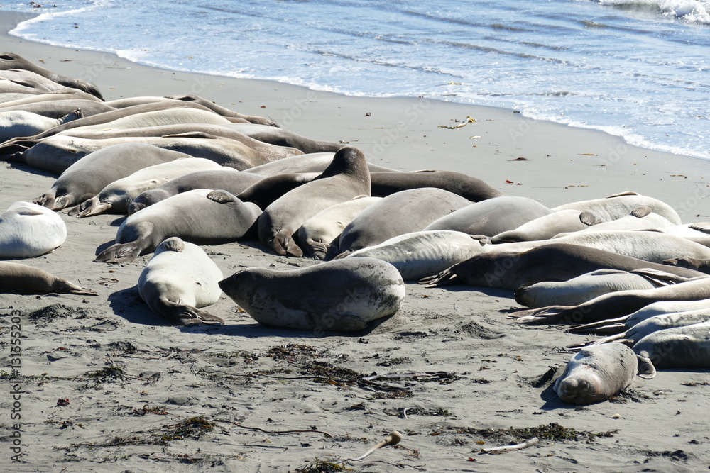 Fototapeta premium Sea Lion Pacific Coast
