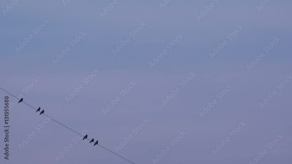 Group of crows on electric pylons and wires against blue sky Group of crows on electric pylons and wires against blue sky