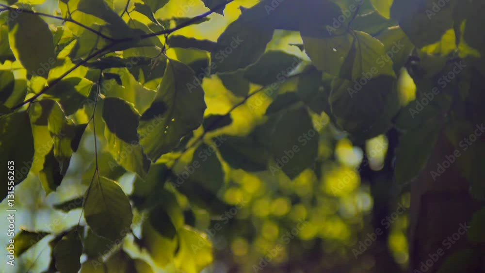 Nature background. Beautiful Sun shine through the blowing on wind tree green leaves. Blurred abstract bokeh with sun flare. Sunlight. Sunflare. Nature background. Beautiful Sun shine through the blowing on wind tree green leaves. Blurred abstract bokeh with sun flare. Sunlight. Sunflare.