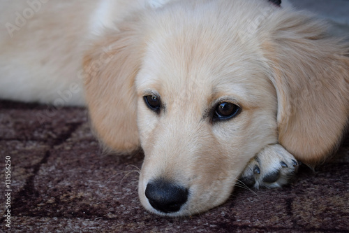 Cute puppy close up © Explorerbob