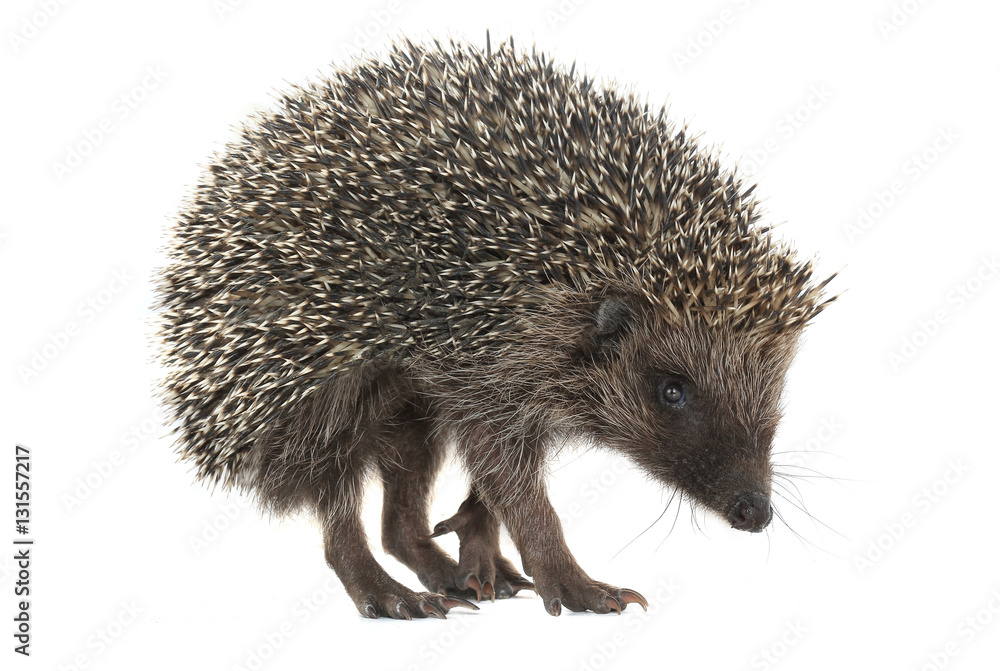 hedgehog hedgehog