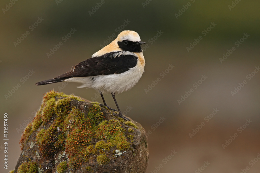 Obraz premium Male of Black-eared wheatear. Oenanthe hispanica