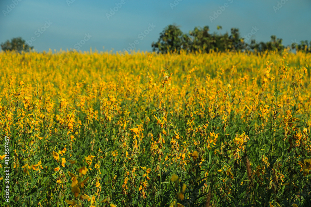 Sunhemp flowers field