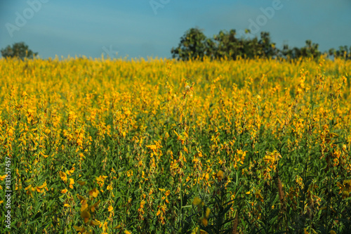 Sunhemp flowers field © Nawarit