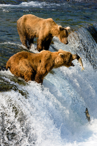 Bears in Alaska