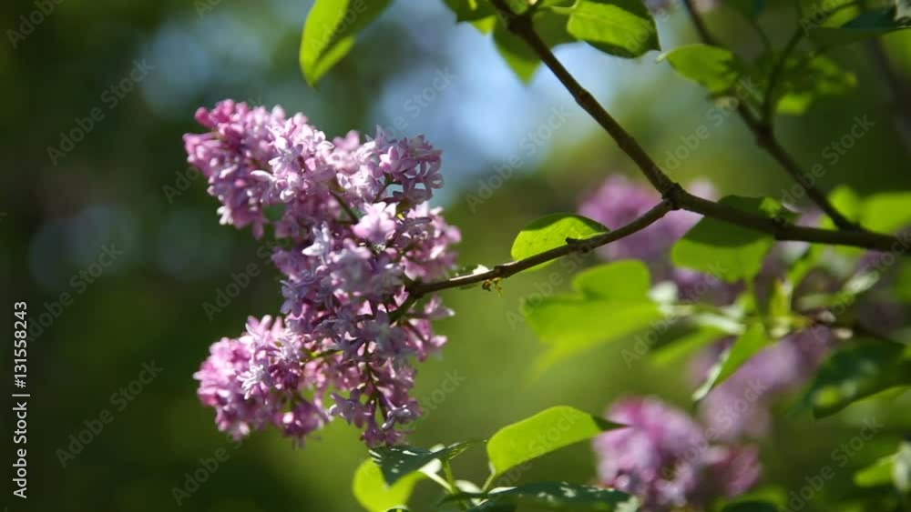 Lilac bush. Natural spring background with blossoming flowers. Lilac bush. Natural spring background with blossoming flowers.