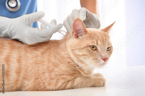 Veterinarian giving injection to red cat