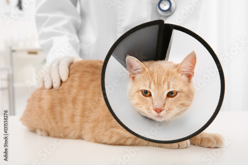 Fototapeta Naklejka Na Ścianę i Meble -  Cat in cone of shame lying on table in vet clinic
