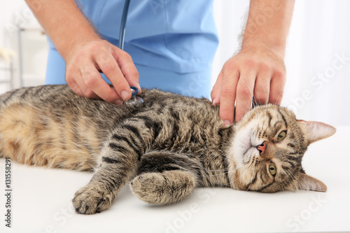 Fototapeta Naklejka Na Ścianę i Meble -  Veterinarian examining cat with stethoscope in clinic