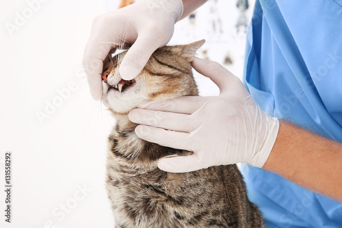 Fototapeta Naklejka Na Ścianę i Meble -  Veterinarian examining cat teeth in clinic