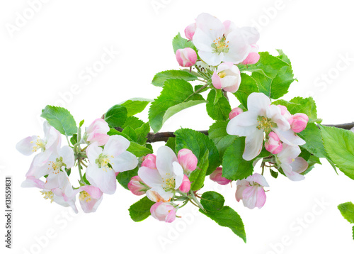 Apple tree blossom with green leaves isolated on white background