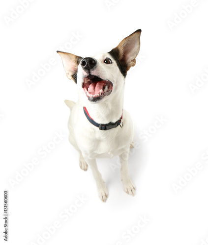 Funny Andalusian ratonero dog on white background © Africa Studio