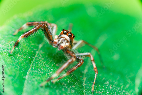 Male Two-striped Jumping Spider (Telamonia dimidiata, Salticidae) resting and crawling on a green leaf