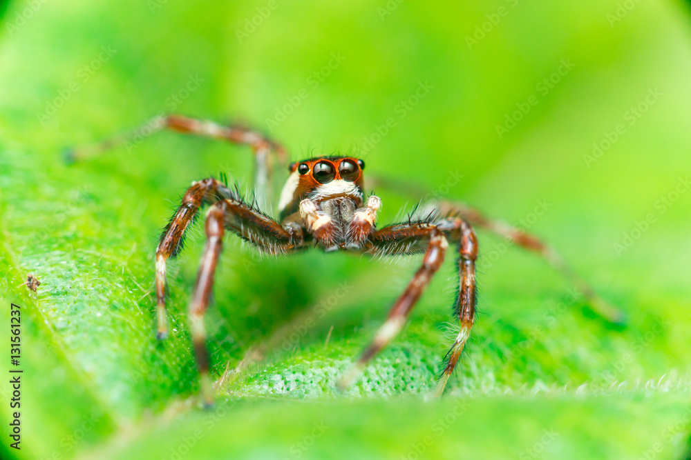 Male Two-striped Jumping Spider (Telamonia dimidiata, Salticidae) resting and crawling on a green leaf Male Two-striped Jumping Spider (Telamonia dimidiata, Salticidae) resting and crawling on a green leaf