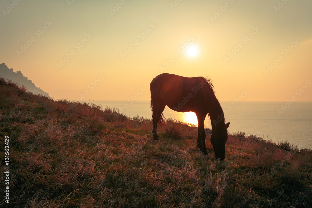 Obraz premium Black horse on mountain pasture at seaside at sunrise time..