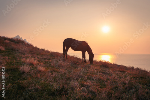 Black horse on mountain pasture at seaside at sunrise time.. © stone36