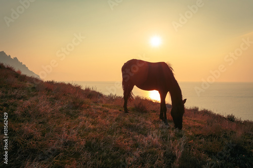 Black horse on mountain pasture at seaside at sunrise time.. © stone36