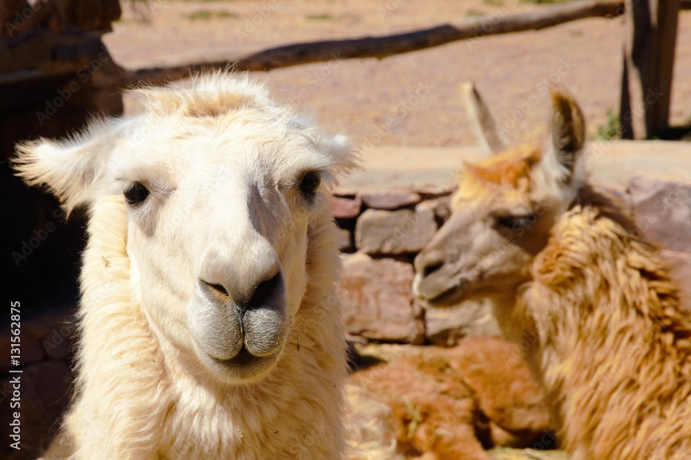 Close-up of a llama in Humahuaca in Argentina, South America