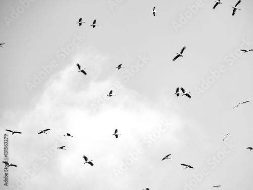 Many storks flying against the sky