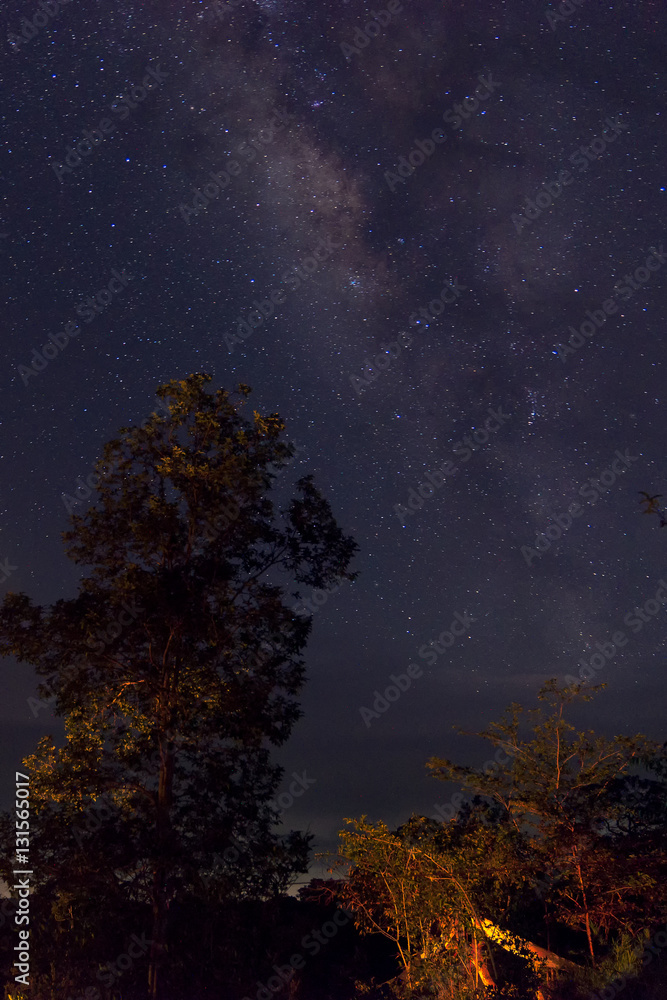 Milky Way in background with tree and jungle forest in foreground Milky Way in background with tree and jungle forest in foreground