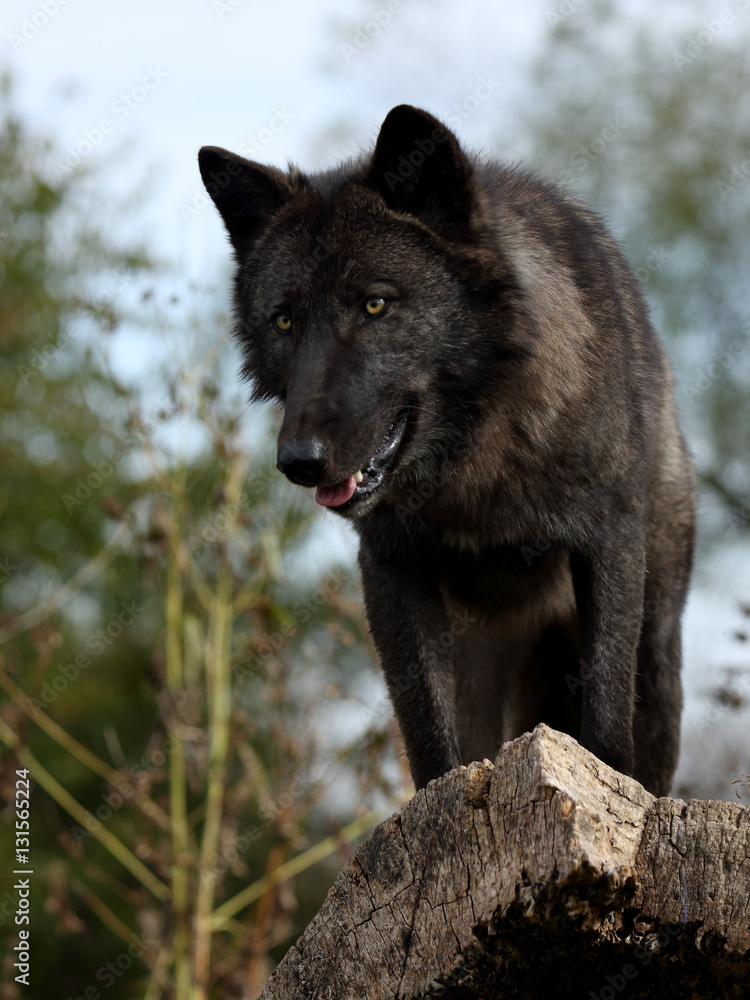  Black wolf looking down from above