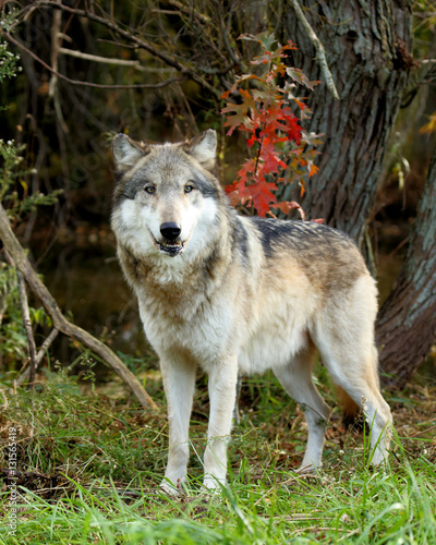Wolf standing in a clearing